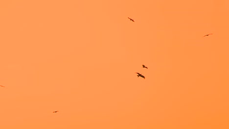 varias águilas deslizándose en el cielo durante el atardecer naranja