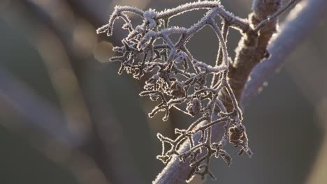 Morning-frost.-Freezing-UK-temperatures