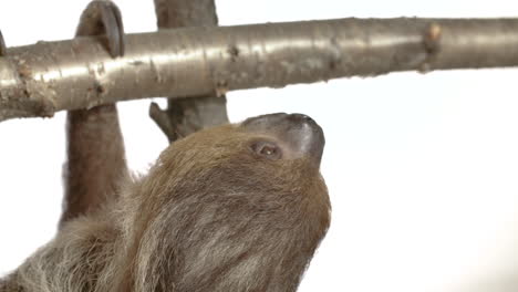 white background sloth with copy space hanging upside down slow motion