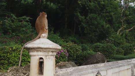 Un-Mono-Solitario-Escanea-El-área-Desde-Lo-Alto-Del-Parapeto-De-Un-Templo-En-Tailandia