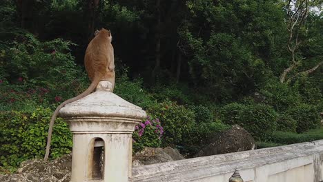 一隻孤獨的<unk>子從泰國一座寺廟的牆上掃描這個地區