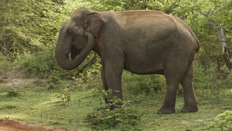 a majestic elephant waves its trunk gracefully, showcasing its intelligence and playful nature. surrounded by the lush jungle, this gentle giant demonstrates a fascinating behavior
