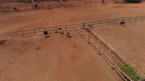 mavic air helix shot at this ostrich farm on the dutch caribbean island of curacao