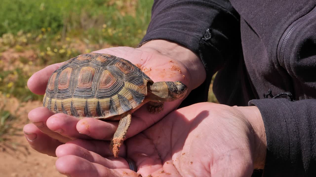 Angulate tortoise in human hands, Karoo, South Africa, conservation and wildlife focus