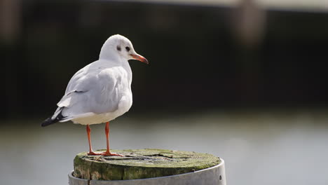 stationary seagull cleaning itself on a pole in the water
