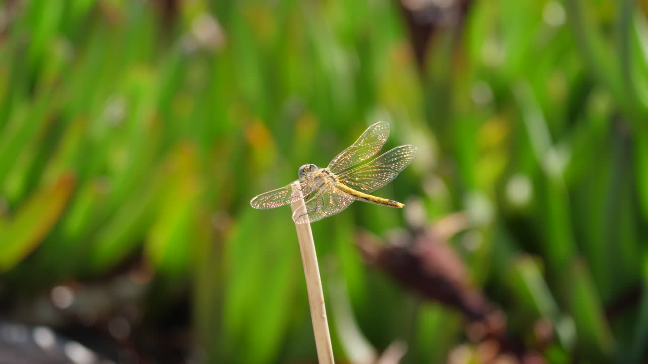 libélula sentada en una hoja de hierba sympetrum foscolombii porquerolles borroso