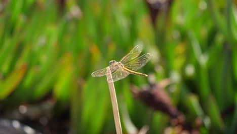 Libélula-Sentada-Sobre-Una-Brizna-De-Hierba-Sympetrum-Foscolombii-Porquerolles-Borrosa