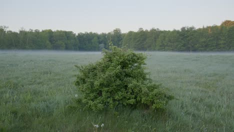 Ein-Busch-Am-Frühen-Sommermorgen-In-Einem-Feld-In-Dänemark