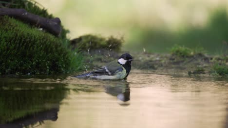 Pequeño-Pinzón-Bañándose-En-Un-Pequeño-Cuerpo-De-Agua-En-El-Suelo-Del-Bosque,-Volando,-Cierre-Cinematográfico,-Cámara-Lenta,-Profundidad-De-Campo-Poco-Profunda