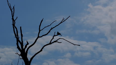 Silhouette-Eines-Kleinen-Vogels,-Der-Auf-Einem-Blattlosen-Ast-Thront