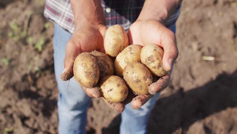 video of hands of african american man holding potatoes