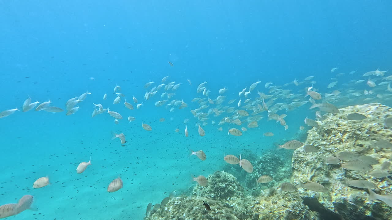 Large school of fish swimming together above a coral reef in clear blue ocean water. Concept of marine life, biodiversity, ecosystem, snorkeling, diving, nature, and underwater exploration
