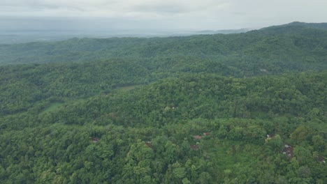 drone fly over beautiful endless forest