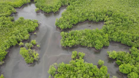 mangroves forest at pacific ocean coastline of honduras aerial