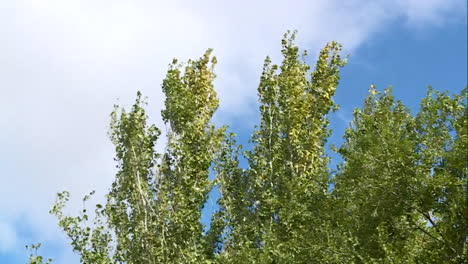 Trees in Wind