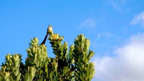 Curious-Cape-Sugarbird-sitting-on-big-protea-bush,-blue-sky-with-clouds-background,-movement-from-breeze