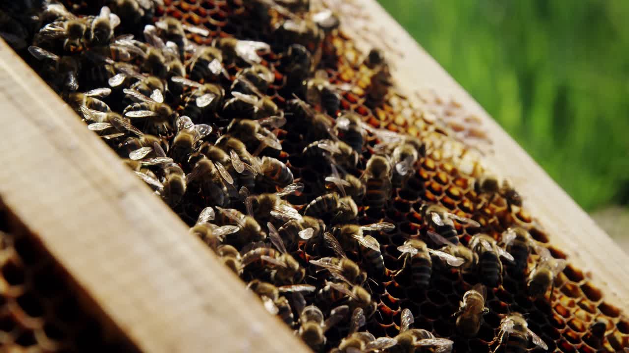 Close-up of honey bee frame covered with bees