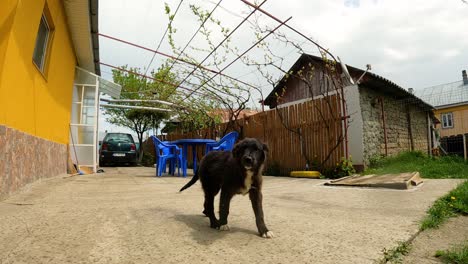 perro paseando bajo la lluvia en el patio delantero de la casa