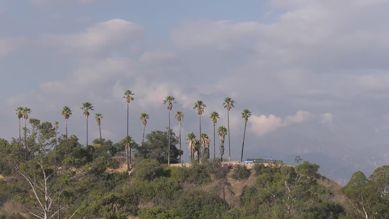 Time-lapse di palme a Los Angeles