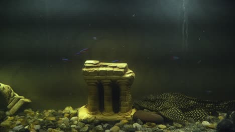 acuario con peces y decoración