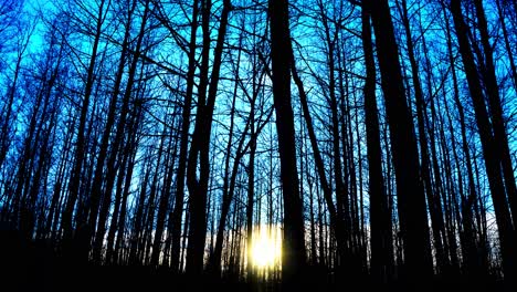 Amanecer-Gusanos-Ojo-Vista-Oscuro-Desnudo-Ventoso-árboles-Gradación-Azul-Cielo-Fondo-Brillante-Amanecer-Desde-Bokeh-Para-Enfocarse-Desde-El-Cambio-De-Clima-Primavera-Otoño-Invierno