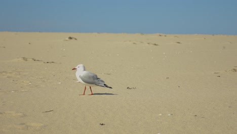 Eine-Nahaufnahme-Einer-Möwe-In-Zeitlupe,-Die-An-Einem-Strand-In-Australien-Spaziert