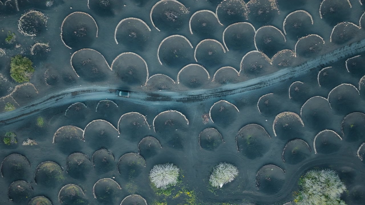 Top down aerial drone shot of the vineyards of La Geria, Lanzarote, with a car driving through volcanic stone vineyard formations