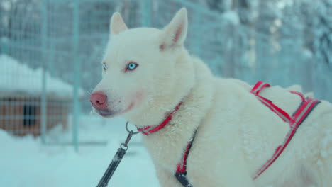 Líder-De-Perro-Husky-Blanco-En-Arnés-Esperando-Frente-A-Una-Valla-De-Metal-Nevada