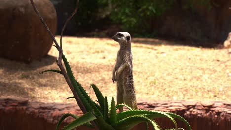 Small-mongoose-in-high-alert,-cute-meerkat,-suricata-suricatta-on-the-lookout,-standing-on-its-hind-legs,-guarding-the-environment-while-the-rest-of-mob-foraging-for-food,-close-up-shot