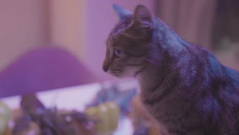 cat exploring fruits on a table with purple lighting