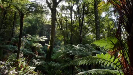 el sol se asoma a través de los árboles en la densa selva verde con helechos gigantes