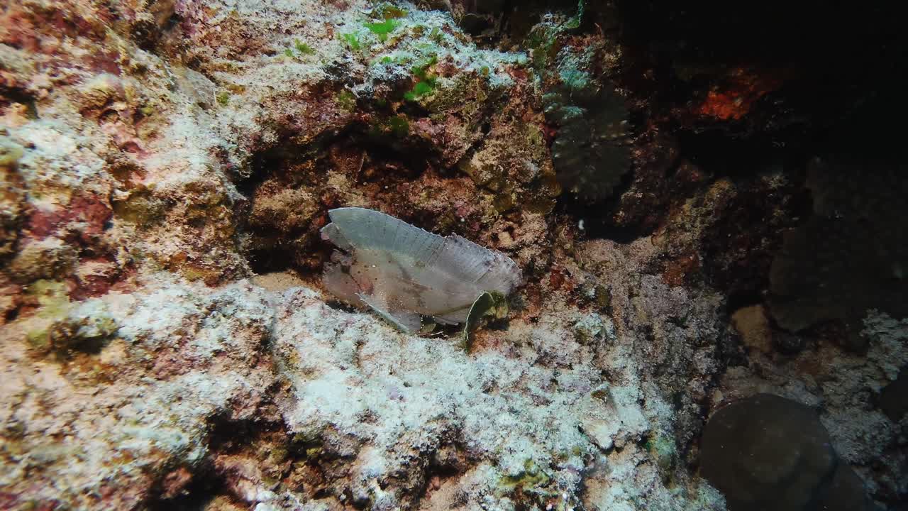 A camouflaged leaf fish rests against coral in Mauritius, blending seamlessly into its surroundings and revealing the artistry of underwater adaptation and marine biodiversity
