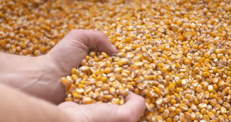 corn grains in farmer hands 5