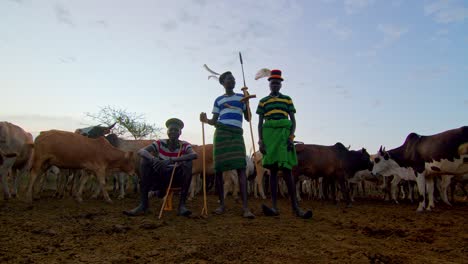 karamojong cattle farmers surrounded by cows on a field in uganda, africa - static shot