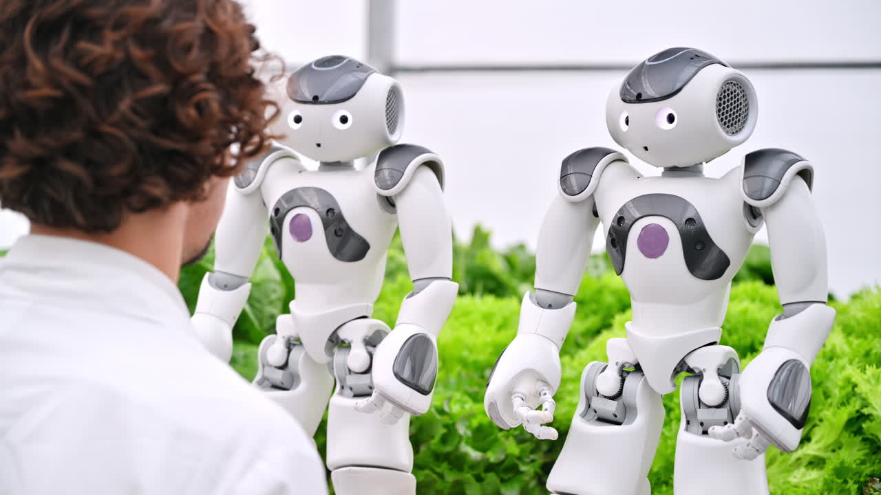 Laboratory technician in a white coat interacting with two humanoid robots near different types of lettuce in a greenhouse farm