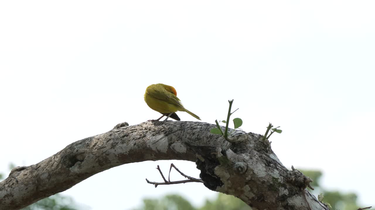 lindo pájaro amarillo pequeño rascándose