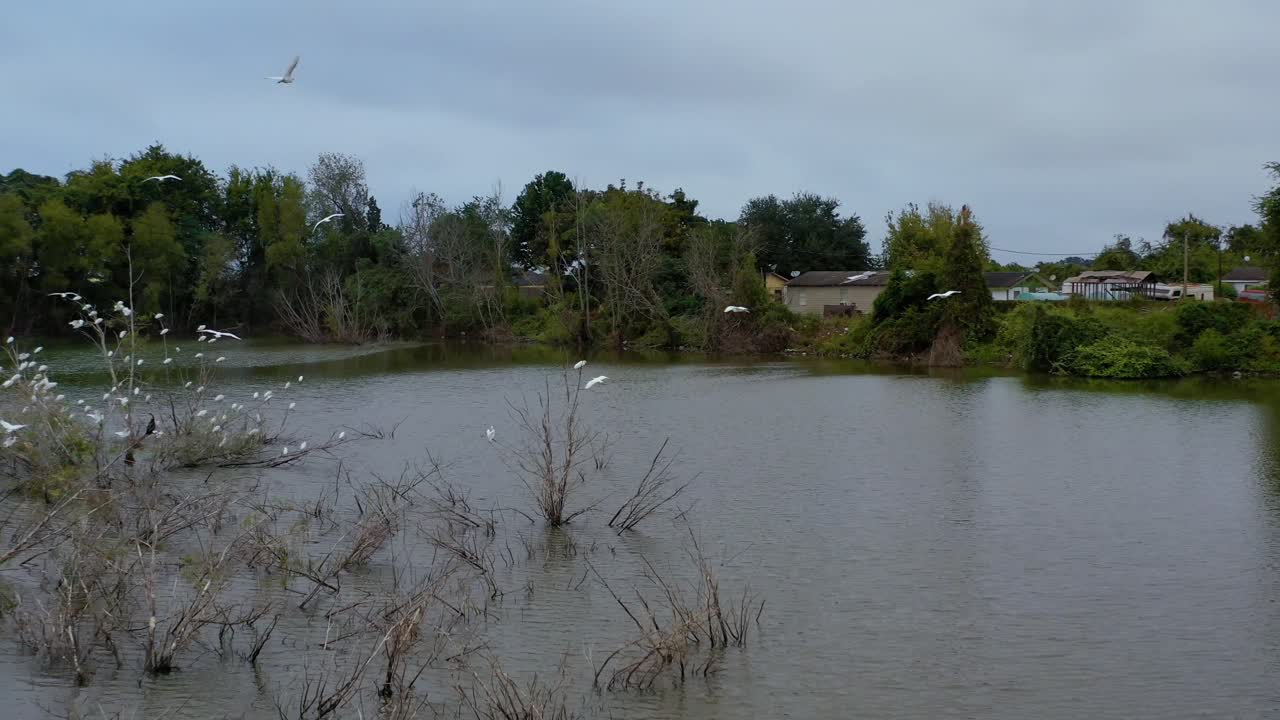 연못에 위치한 백로로 가득 찬 나무