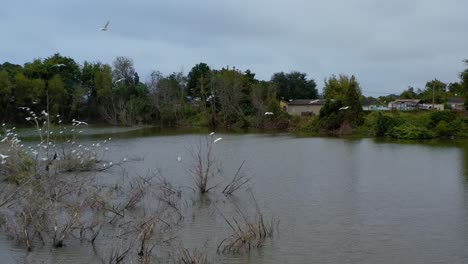 Bäume-Voller-Reiher-In-Einem-Teich