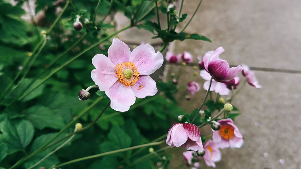 hermosas flores rosadas en un jardín
