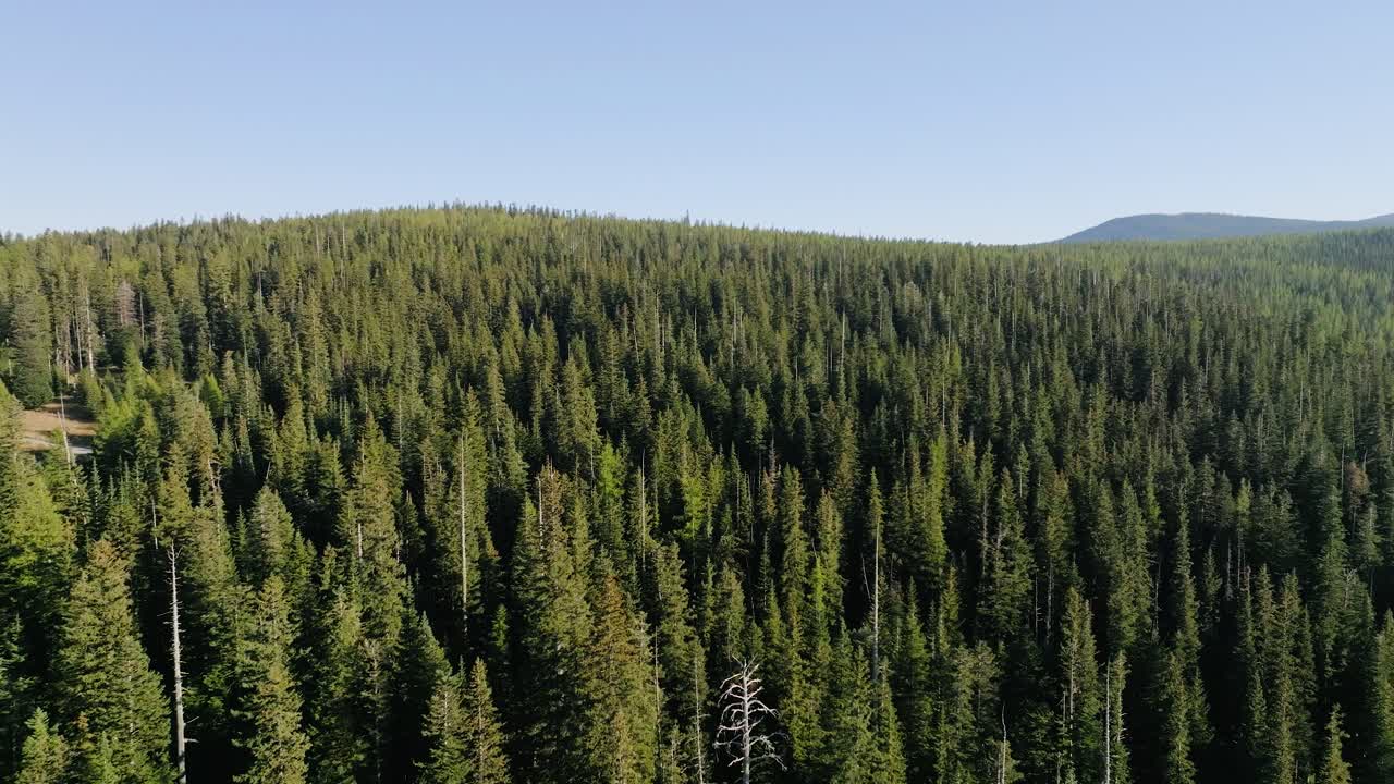 Aerial View Pine Tree Forest in Mt