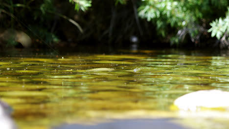 Pez-Atrapado-En-Anzuelo-De-Pesca