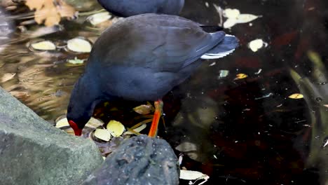 bird pecking at food near water