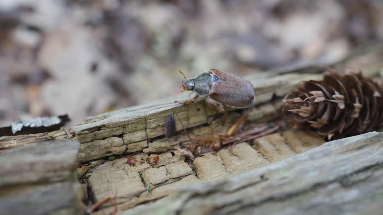 video macro de un escarabajo marrón caminando sobre un tronco de madera en cámara lenta