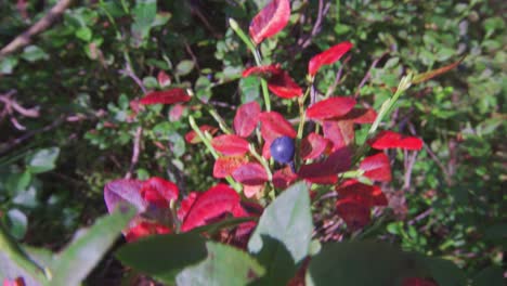 wild organic blueberry plant with red leaves and the blue berry fruit