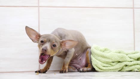 little cute dog eating food treats from ground