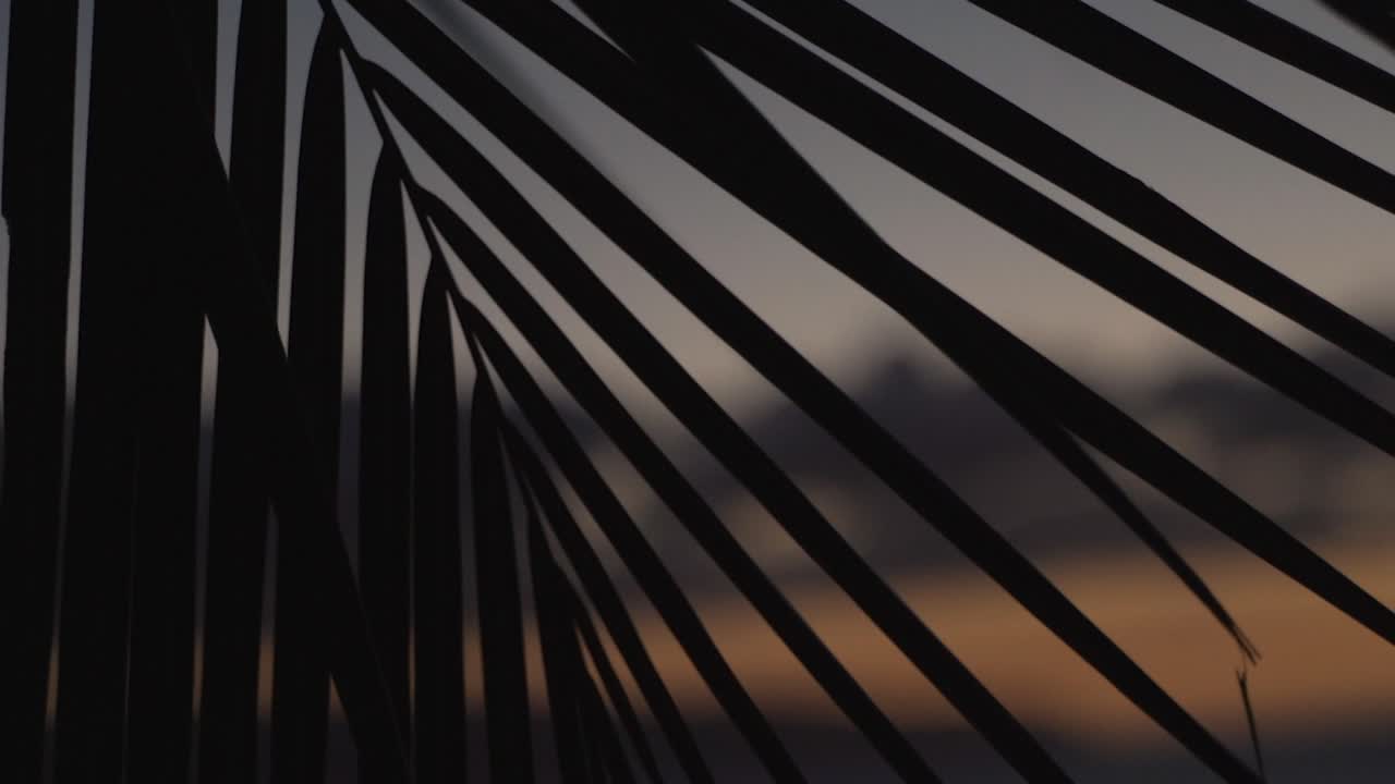 Klip close-up gerak lambat pohon palem saat matahari terbenam di Hawaii. Klip ini dalam resolusi 4K.