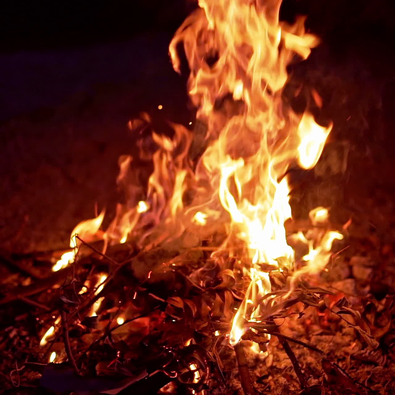 Female's hand adds some branches into fire. Vivid flame with sparks. Camp fire embers and flames popping, exploding, and burning against a dark night. Dangerous ritual on fire.