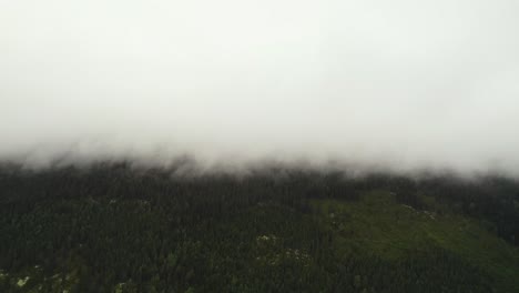 Dense-low-lying-cloud-glides-over-forrestry