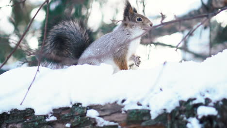 eichhörnchen im schnee