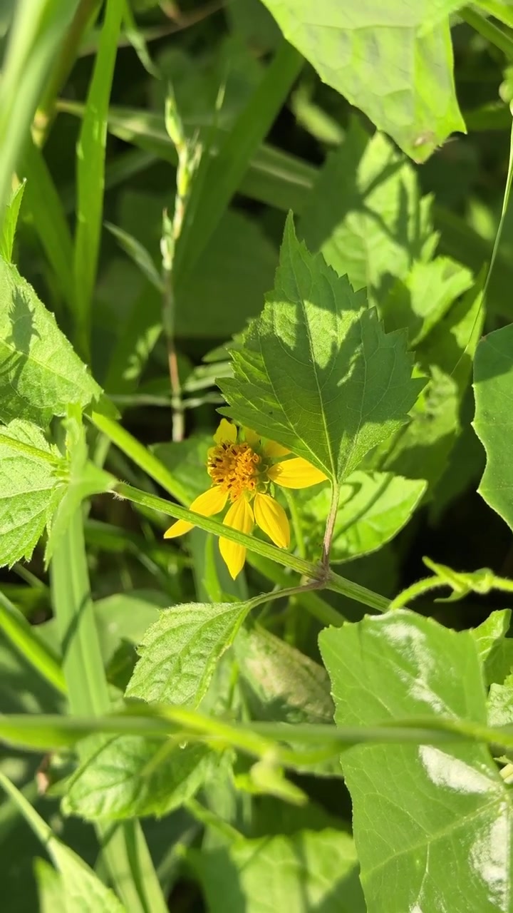 Small Yellow Wildflower Blooming in Green Foliage